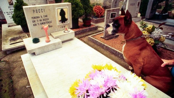 La Lombardia avrà cimiteri per cani, gatti e animali da affezione: il consiglio regionale approva la nuova legge