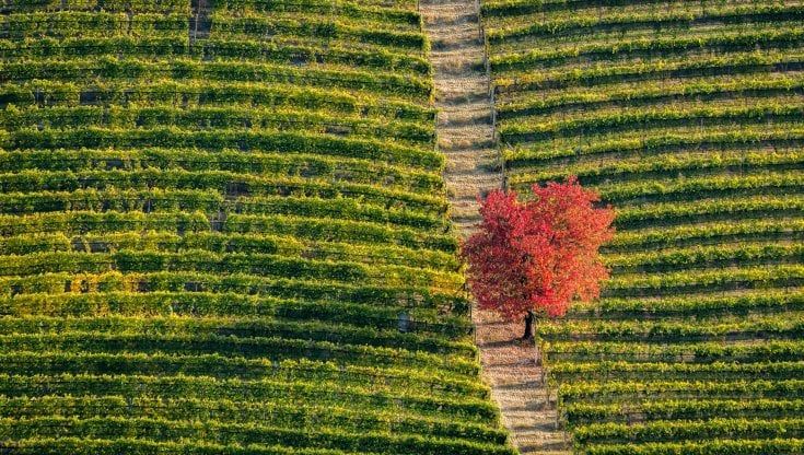 Paesaggio Italia. Langhe, tra nebbie e tradizione