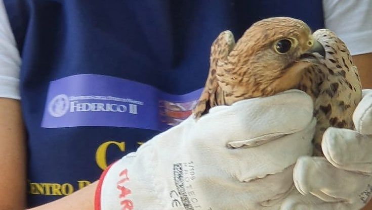 Liberati a Capodimonte un gheppio e sette cardellini