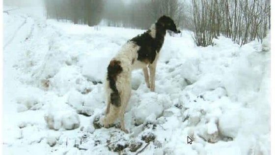 Torino, cane muore di caldo dentro l'auto rubata 