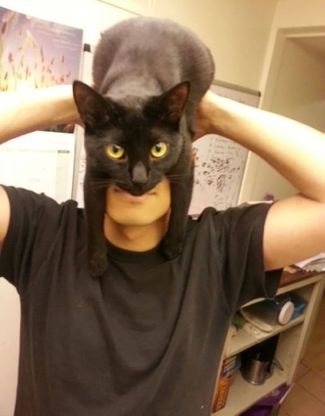 "Ho un gatto per cappello", la prospettiva &egrave; pelosa 