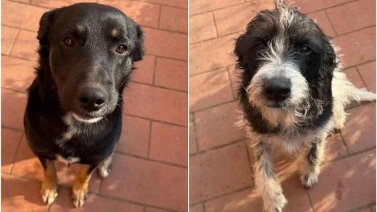 Brescia, l’appello di una famiglia: "Nessuno vuole affittarci casa con i nostri due cani, aiutateci"