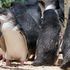 Cinquemila pinguini in coda per il vaccino