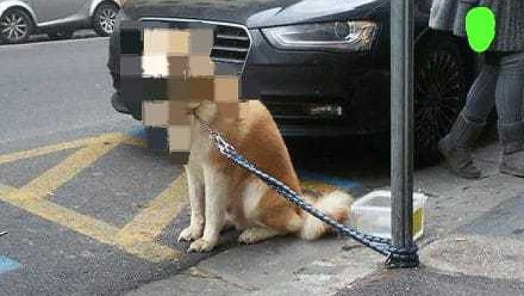 Bari, adottano un cane e poi lo abbandonano legandolo a un palo: rintracciati e denunciati