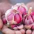 Dall’aglio rosa di Nicastro alla Pruna dei frati ecco i prodotti calabresi più sconosciuti