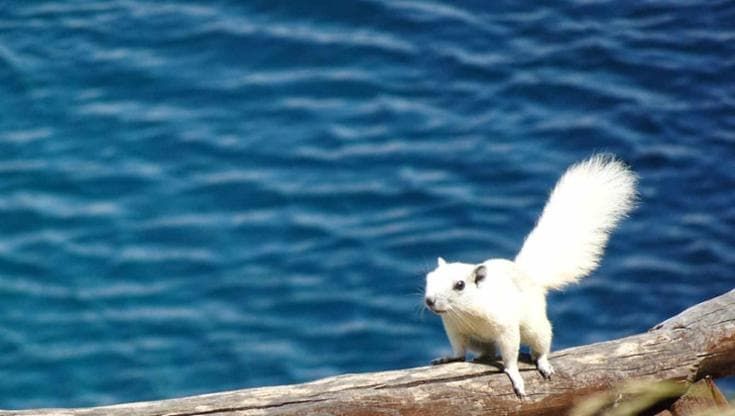 Cilento, spunta lo scoiattolo tutto bianco. "Bellissimo, ma è un pericolo: specie aliena"