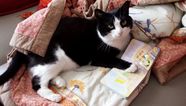 Books&Pets, cani e gatti in posa con un libro: è la campagna contro l'abbandono