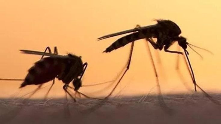 West Nile, tre nuovi contagi nel Lazio, sono tutti in provincia di Latina, a Sabaudia e Cisterna