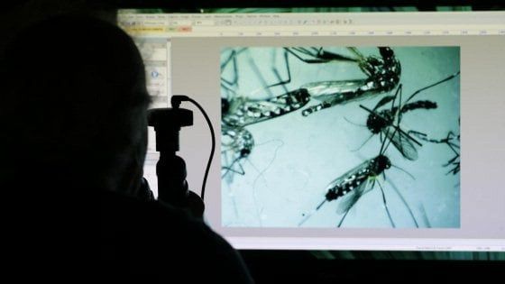 Zika, in Spagna nasce bimbo affetto da microcefalia virale: primo caso in Europa