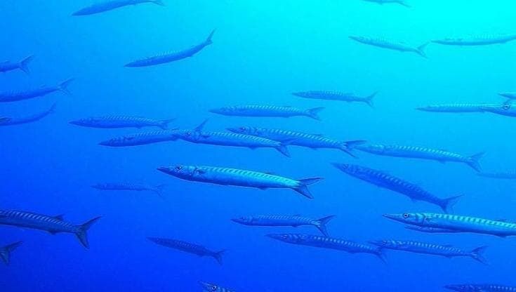 Dai barracuda al granchio blu, così il nostro mare diventa tropicale
