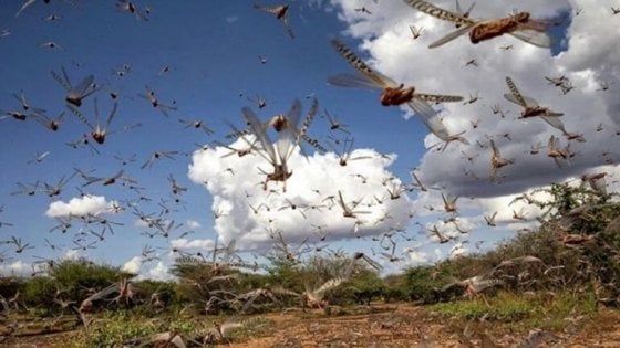 Brasile, nuvole di cavallette minacciano il sud del Paese
