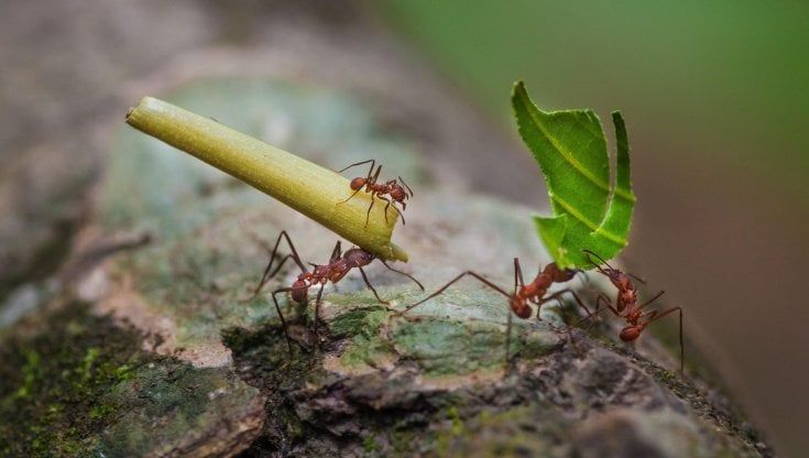 Intervista a Edward O. Wilson: cattivissime quelle formichine