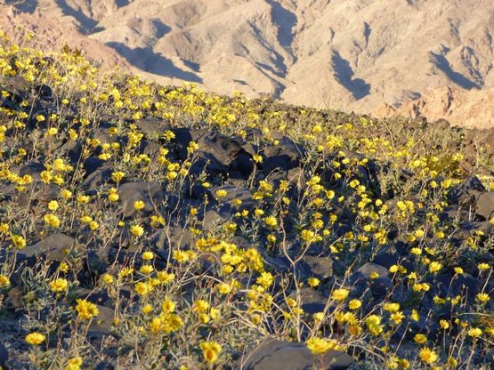 Death Valley in fiore: rara primavera nel luogo più caldo della Terra