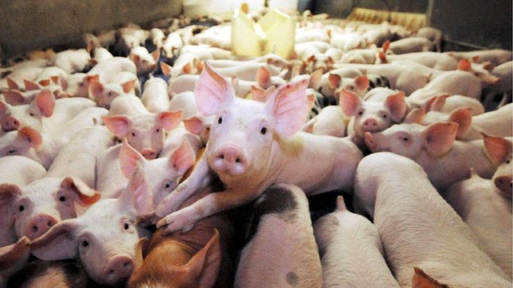 Allarme peste suina nel regno del prosciutto: “Misure insufficienti”