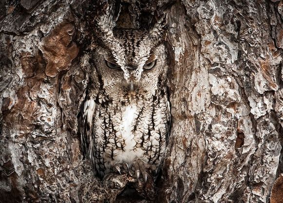 Il maestro del camouflage: provate a trovare il gufo