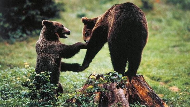 L’orso d’Abruzzo è diventato più buono a causa dell’uomo. “Nel suo Dna meno geni dell’aggressività”