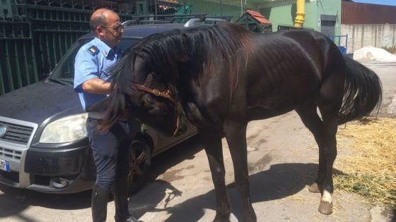 Palermo: cavallo per strada a San Lorenzo, si cerca il proprietario 
