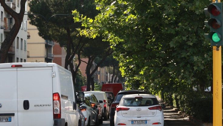 Pini in viale Redi, i residenti contrari al taglio 