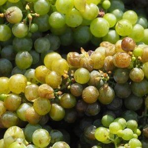 Il vino bianco si afferma nel mondo, Italia leader