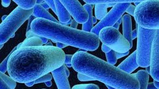 Spagna dichiara l'emergenza mondiale per un'epidemia di listeriosi