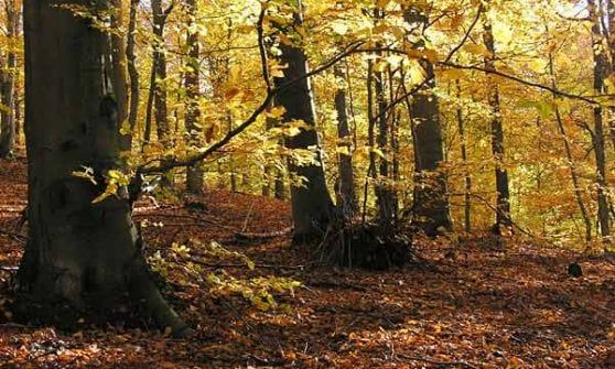 Va per funghi, ucciso dal fuoco di un cacciatore