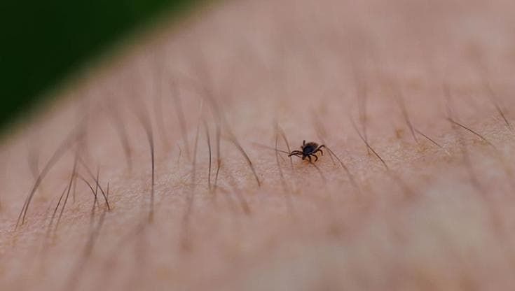 Fa sempre più caldo, così le zecche salgono in quota