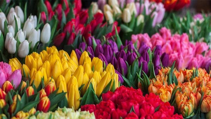 Bari come Amsterdam: all’aeroporto un distributore di fiori. “Un bouquet per chi arriva in città”