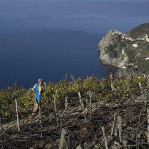 Cinque Terre, la Lega contro lo Sciacchetrà fatto dai migranti, il consorzio: "Non tutti sanno sacrificarsi"