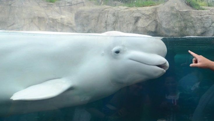 Morto un altro beluga dei cinque trasferiti nell'acquario americano