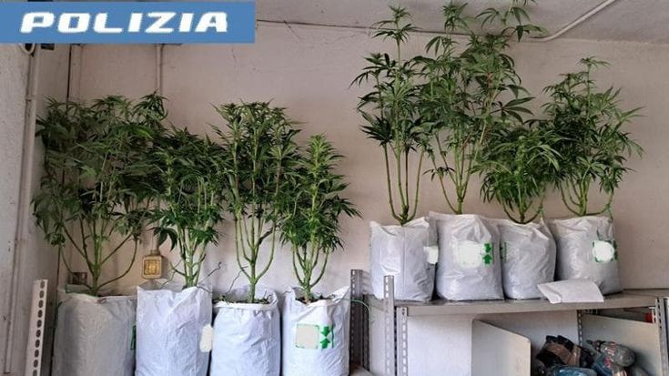 Troppo forte l’odore: scoperta una serra di marijuana nel corridoio di casa