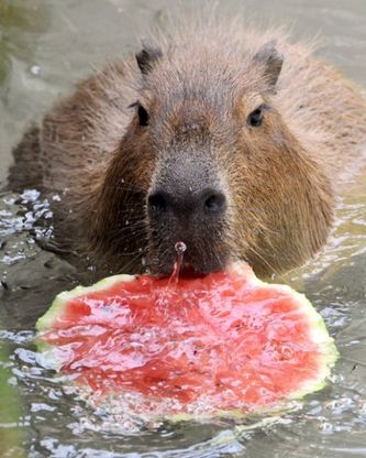 Al Bioparco festa del cocomero per macachi, ippopotami e scimpanzè