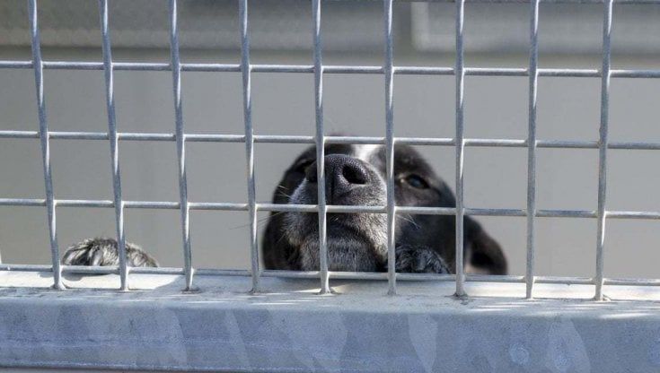 Una prigione per i cani sulle sponde dell’Aniene. I giudici: "Animali seviziati solo per crudeltà"