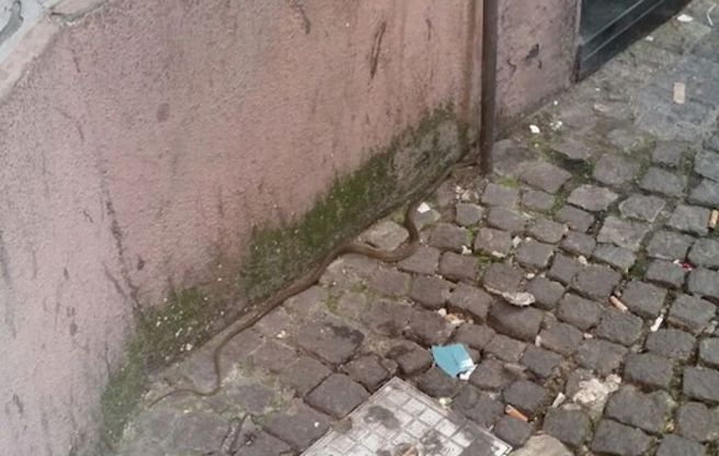 Piazza Dante, paura per un serpente in pieno centro