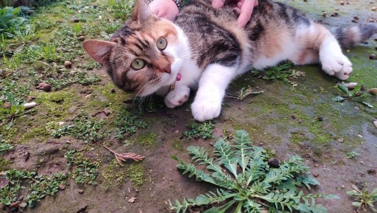 Hanno tentato di bruciare vivo il gatto della loro educatrice: denunciati due 18enni