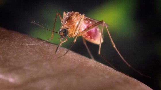 West Nile, sono 18 i morti in Emilia-Romagna
