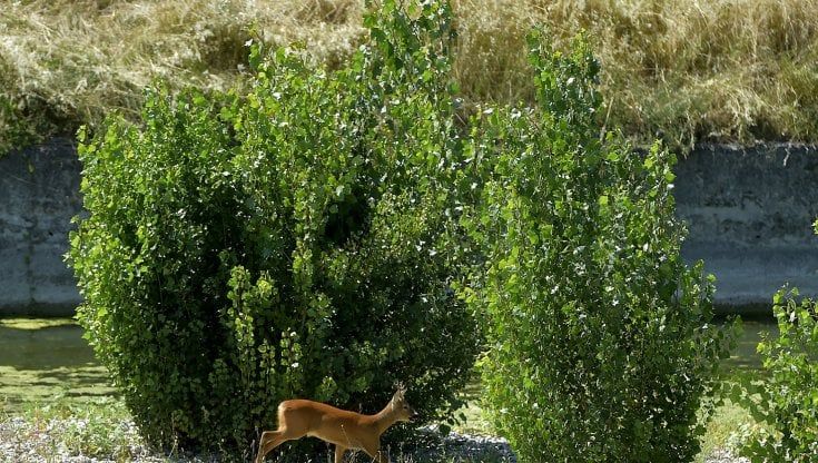 Walkscape nel torrente: alla scoperta della Parma fra itinerari, seminari e workshop