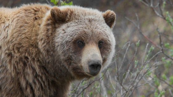A tre anni sopravvive da solo per due giorni al gelo del bosco: "Un orso mi ha salvato"