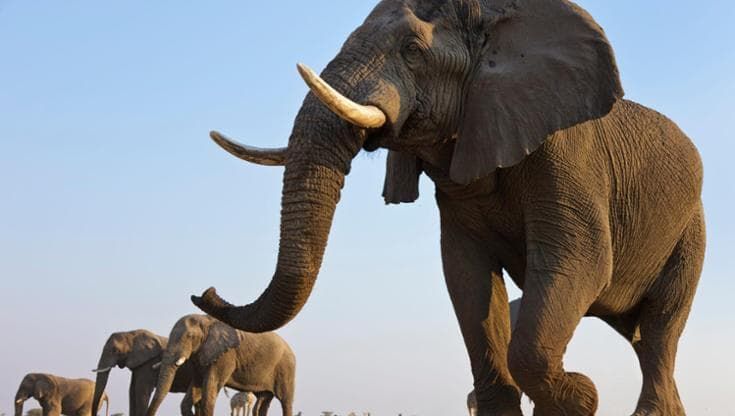 Elefanti africani a rischio estinzione: in un secolo perso il 90% degli esemplari