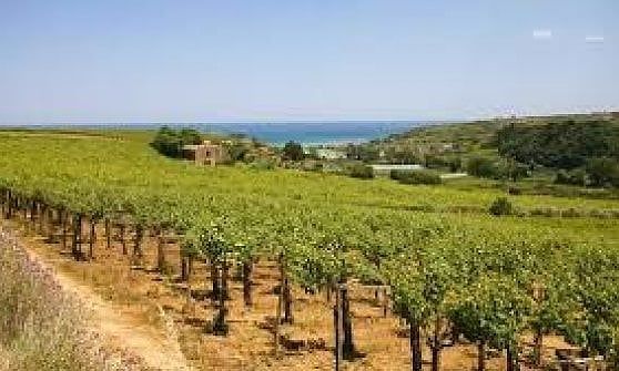 Cantina Tollo, il vigneto avanzato  dà vita  a una nuova linea