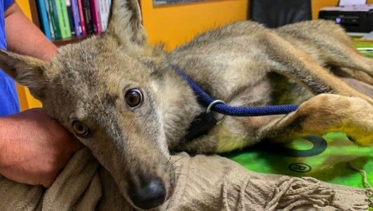 Salento, cucciolo di lupo investito: soccorso dall'Asl ora è in prognosi riservata