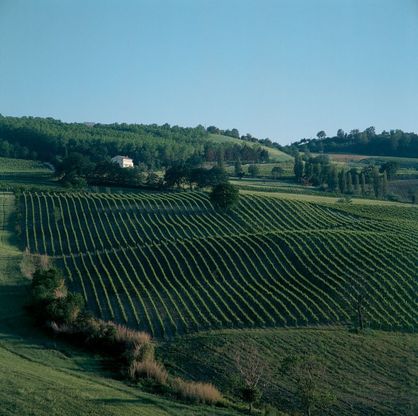 Moncaro, alla Scandinavia piace il Verdicchio:  la svedese Winemarket Nordic entra nel capitale