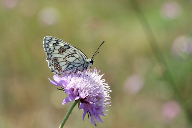 Un popolo di farfalle, battito d'ali in Puglia per 120 specie  