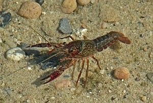 Gambero killer nella riserva di Lesina<br />Wwf: "Minaccia per l'ecosistema"