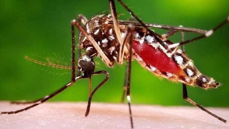 La zanzara è di destra o di sinistra?