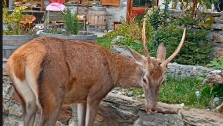 Valtellina, la famiglia Del Zoppo prepara il recinto per riportare a casa il Cervo Bambi: "E' triste e dimagrito"