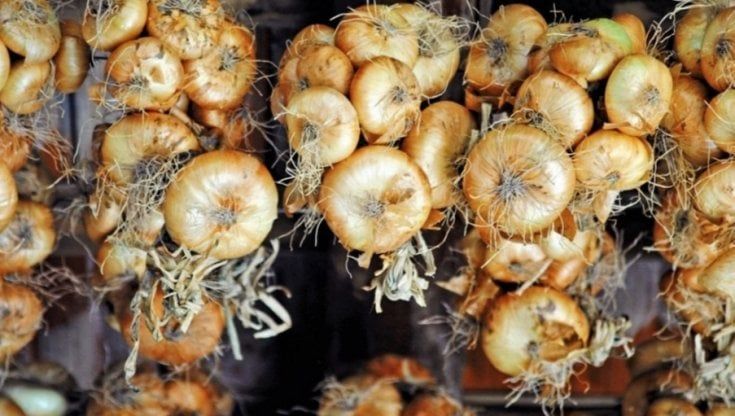 La cipolla bionda piatta di Drubiaglio è Presidio Slow Food