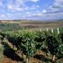 Le strade del vino