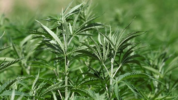 “Non siamo narcos, siamo imprenditori”. L’appello a Piantedosi dopo la stretta del governo sulla cannabis legale