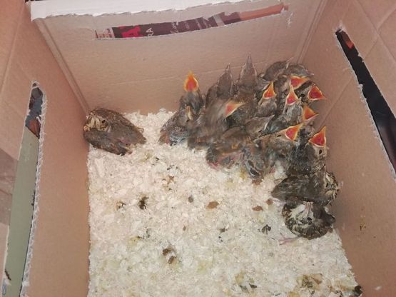Firenze, cento tordi chiusi nelle scatole e sequestrati