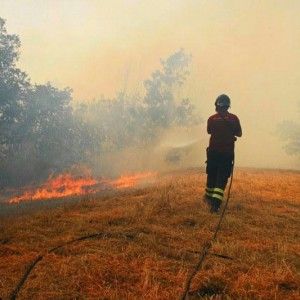 Fiamme in una cascina del Torinese, bruciano vivi sedici bovini